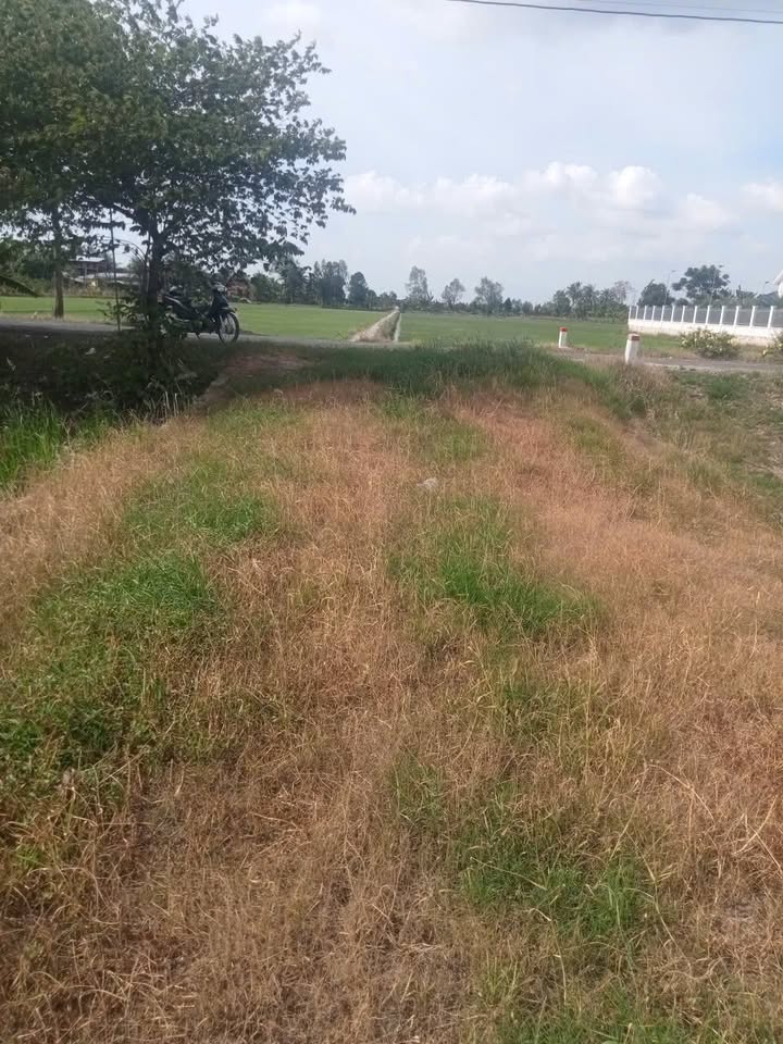 Đất nền Tân Thạnh Thới Lai 916m² - Định cư nghỉ dưỡng lý tưởng!