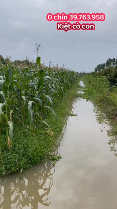 Đất nền Nhơn Ái, Phong Điền 2600m² giá 1.04 tỷ - Cơ hội đầu tư tuyệt vời!