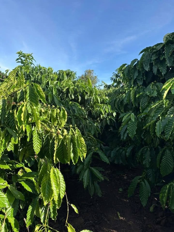 Đất nền Ea Khal 15.000m² giá 1.65 tỷ - Sổ hồng chính chủ, đường ô tô vào tận nơi!