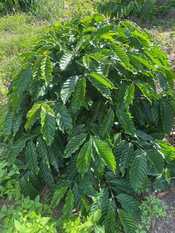 Đất Farm 1ha Cư Klông, Krông Năng giá 1.4 tỷ - Tiềm năng đầu tư lớn!