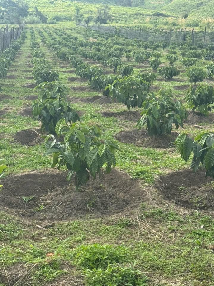 Đất Farm 1ha Cư Klông giá 1.4 tỷ - Đường vào thuận tiện cho ô tô