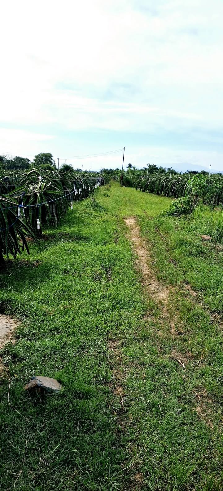 Đất nông nghiệp Hàm Liêm 2,1 sào giá 9.245 tỷ - Đầu tư sinh lời ngay!