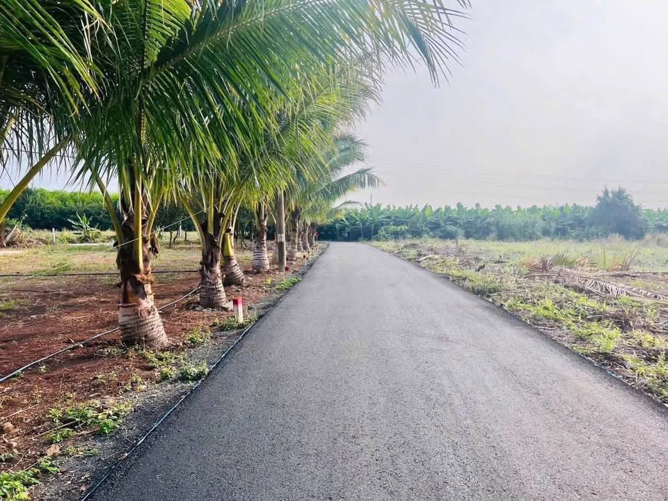 Đất nền Long Tân, Đất Đỏ 181m² giá 650 triệu - Mặt tiền khu dân cư mát mẻ!