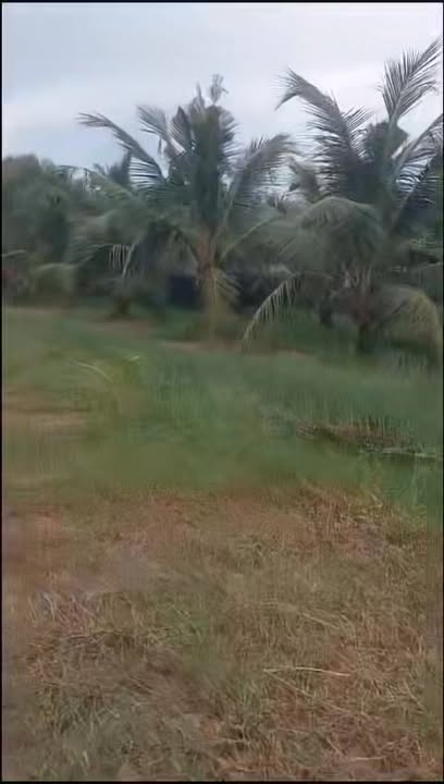 Đất dừa 4105m² tại xã Mỹ Chánh Hòa, Bến Tre - Giá chỉ 900 triệu!