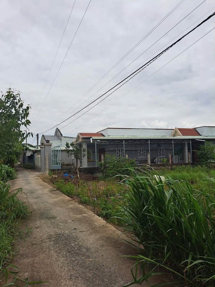 Đất lúa 1000m² xã Trung Hoà, Chợ Gạo, Tiền Giang - Giá chỉ 1.3 tỷ, nhanh tay sở hữu!