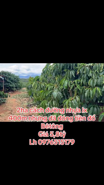 Đất Farm 2ha tại Kon Gang, Gia Lai - Kinh doanh Cafe và Trồng Tiêu