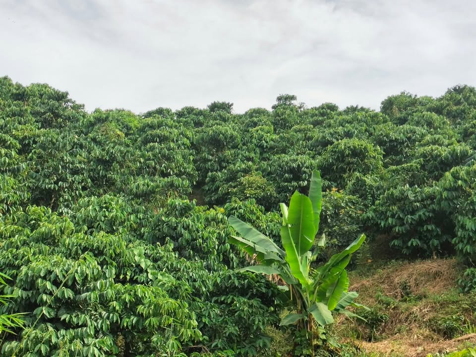 Đất nền Đăk Nuê Lăk 80000m² giá 1.25 tỷ - Tiềm năng đầu tư lớn!