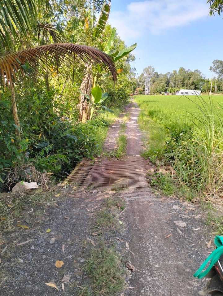 Đất nông nghiệp 11.000m² tại xã Mỹ Đông, Tháp Mười - Giá chỉ 1.87 tỷ VND!