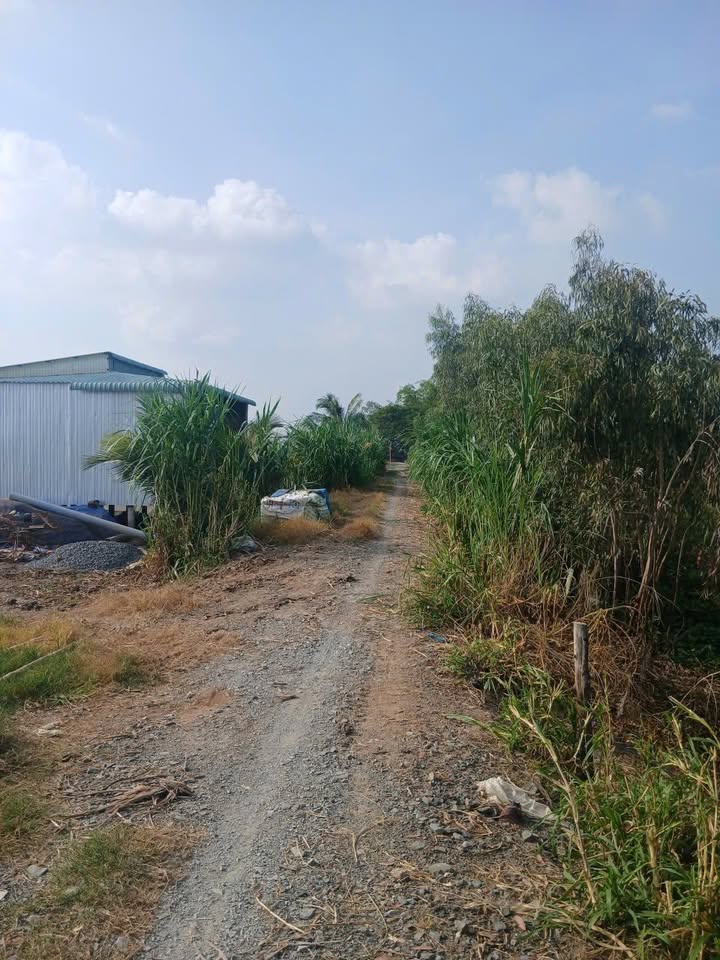 Đất ruộng Tân Công Sính, Tam Nông 26.000m² giá 3.12 tỷ - Cơ hội đầu tư hấp dẫn!