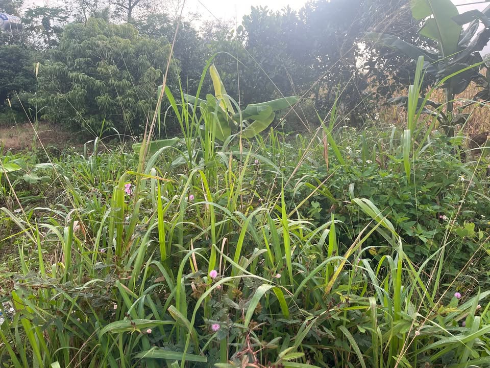 Đất nền thôn 7, xã Cư Prông, huyện Ea Kar 550m² giá 400 triệu - Đầu tư sinh lời ngay!