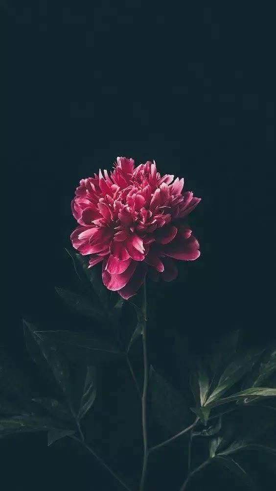 Đất nền Ngõ 51 Lê Quốc Uy, Bắc Sơn, Kiến An 46m² giá 1.35 tỷ - Sổ đỏ chính chủ!