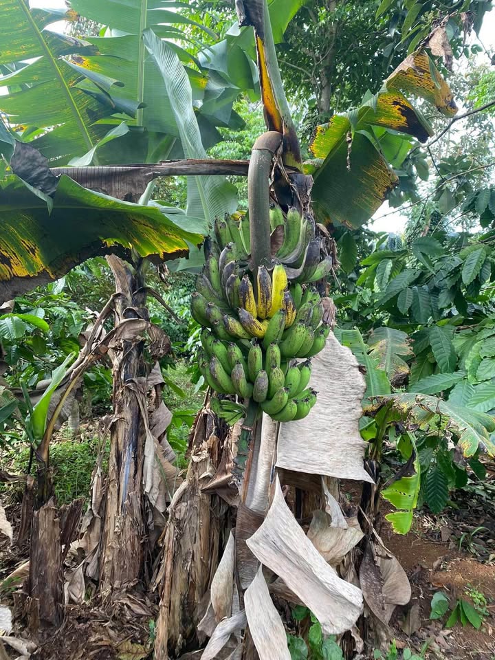 Đất nền Chi Lăng Pleiku 4000m² - Mặt tiền Lý Chính Thắng, thích hợp kinh doanh!