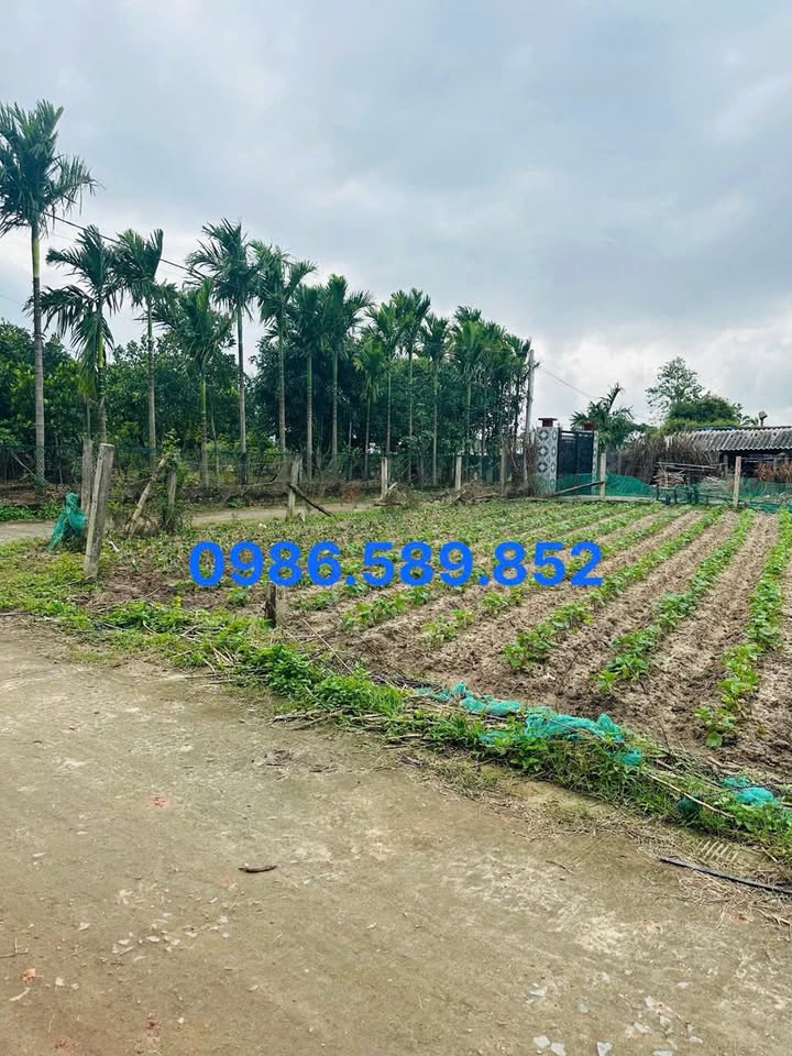 Đất thổ cư Mỏ Cày, Mộ Đức 126m² - Vị trí vàng gần tỉnh lộ 627B!