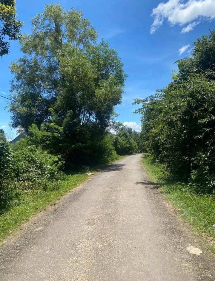 Đất mặt đường nhựa Thôn 4 Đăk Cấm 126m² chỉ 99 triệu - Cơ hội sở hữu ngay!