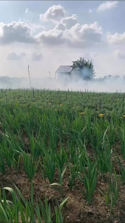 Đất vườn Nghĩa Hà Quảng Ngãi 500m² giá 300 triệu - Đầu tư sinh lời ngay!