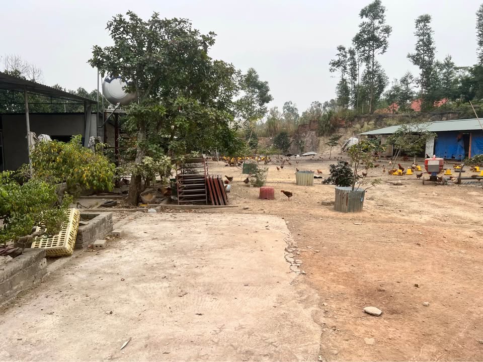 Đất nền Việt Hưng 4766m² - Phù hợp làm nhà vườn hoặc trang trại