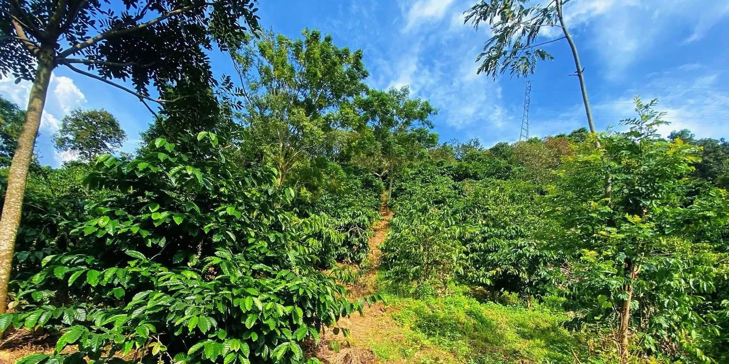 Đất rẫy triền đồi Ea Bông 1ha giá chỉ 650 triệu - Cơ hội đầu tư hấp dẫn!