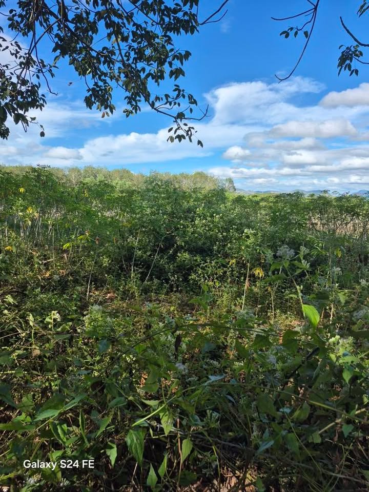 Đất nông nghiệp 2000m² tại Ia Chim, Kon Tum - Giá chỉ 1xx triệu, cơ hội đầu tư tuyệt vời!