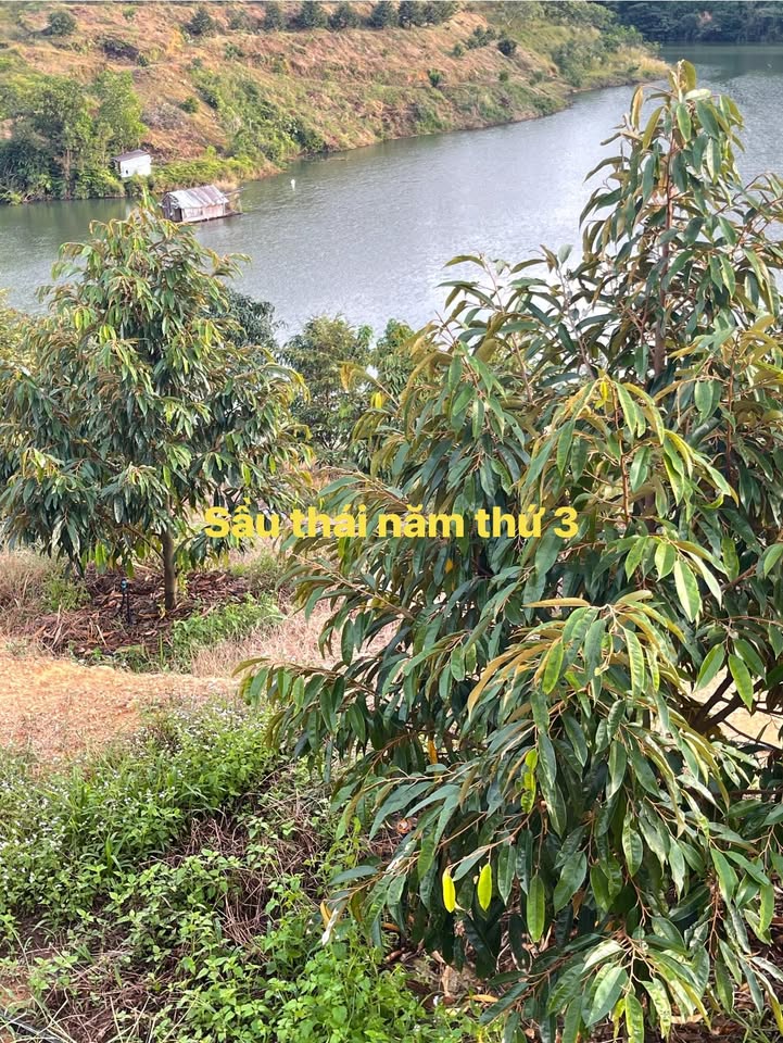 Farm Cát Tiên Lâm Đồng 4,5ha giá thỏa thuận - Cơ hội đầu tư hấp dẫn!