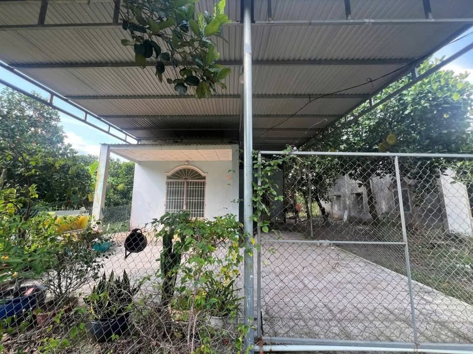 Nhà cấp 4 Khu phố 9 Chơn Thành 495m² giá 1.2 tỷ - Đất nở hậu 19m!