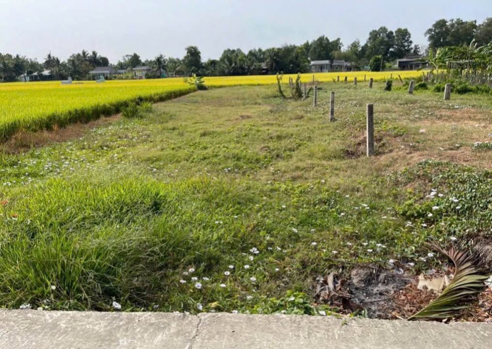 Đất thổ cư 225m² tại Lạc Tấn, Tân Trụ - Giá chỉ 870 triệu, cơ hội đầu tư hấp dẫn!