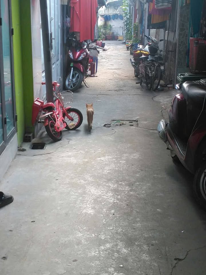 Nhà phố Thạnh Lộc 31, Quận 12, 48m² - Giá chỉ 1.05 tỷ, Sổ chung thổ cư!