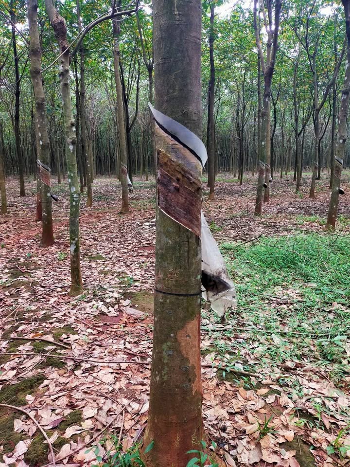 Đất Farm 2,1ha tại Đa Kia, Bù Gia Mập - Giá 3,7 tỷ, Đầu tư sinh lời ngay!