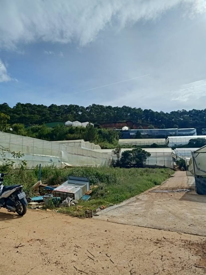 Đất nền Đà Lạt 50m² giá chỉ 1.3 tỷ - Sổ hồng chính chủ, công chứng nhanh!