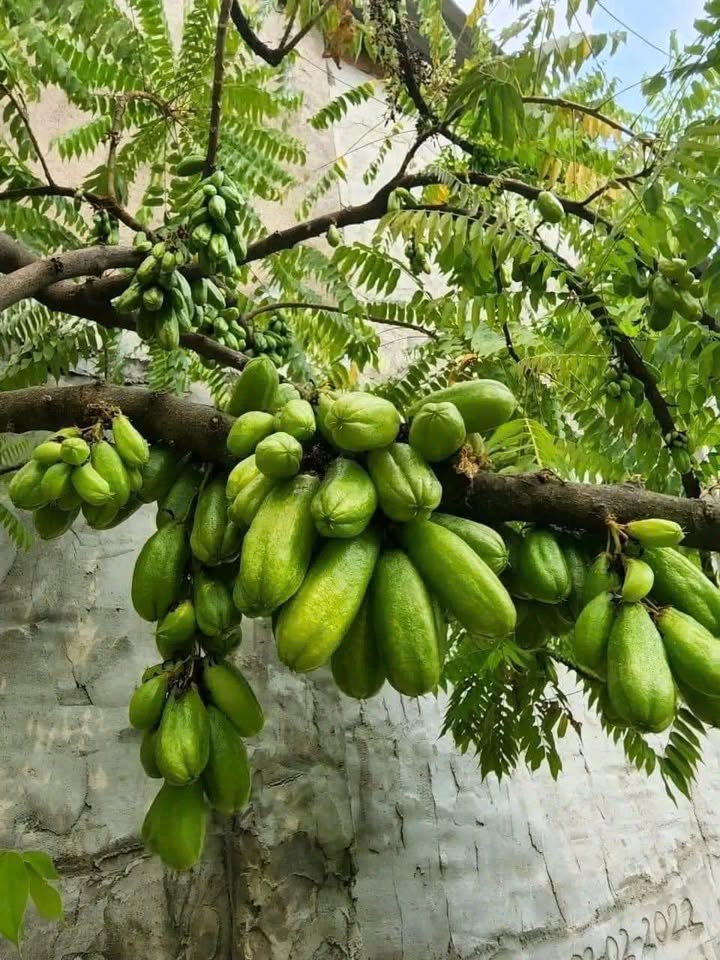 Đất Phú Thọ Thủ Dầu Một 130m² giá 2.5 tỷ - Bán gấp chính chủ!