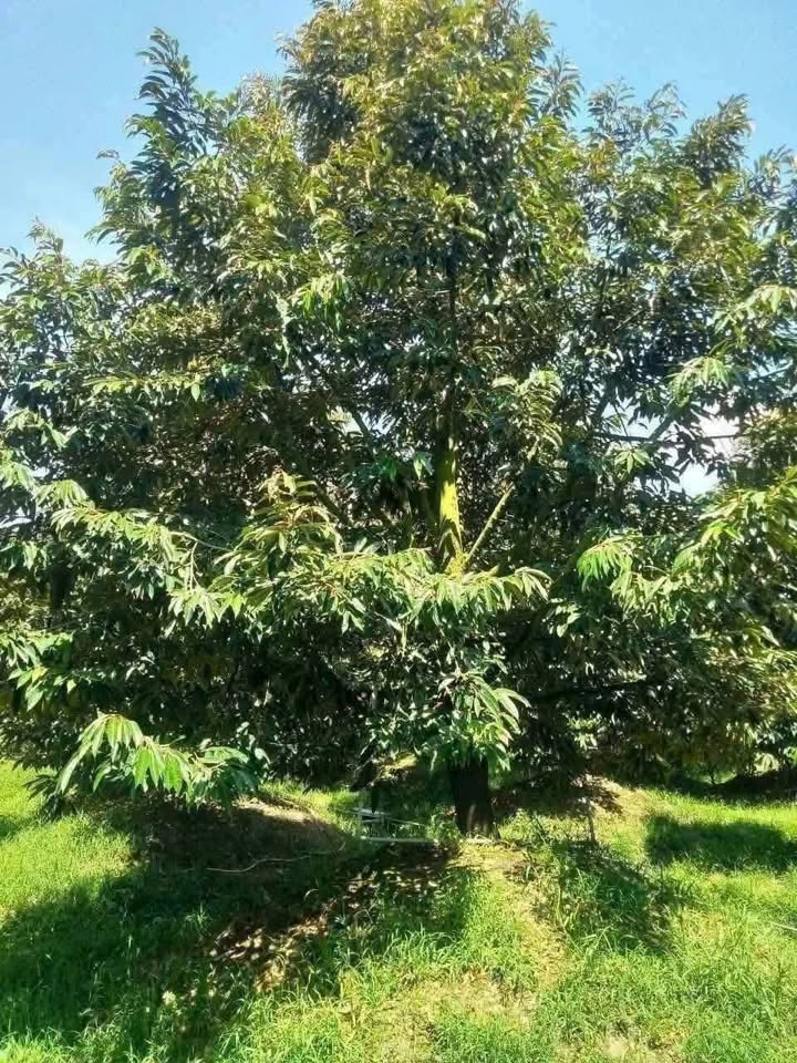 Đất Farm 2.5 Công Mỹ Đức Tây, Cái Bè - Giá chỉ 1.9 tỷ, đầu tư sinh lời!