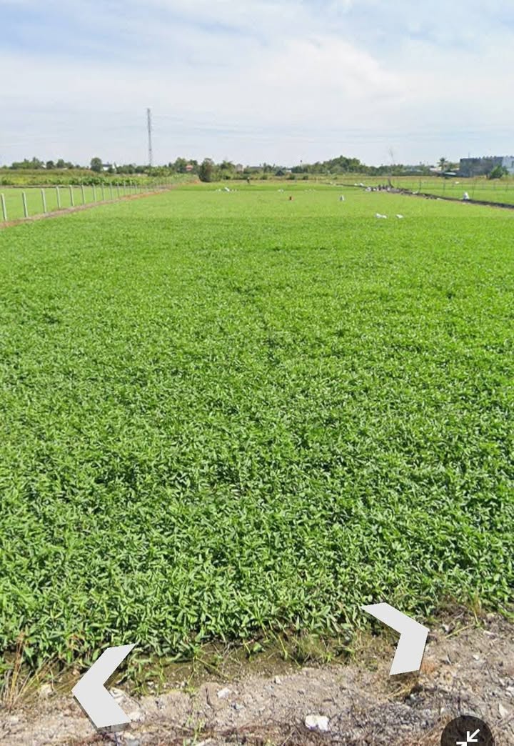 Đất nền đường 145, Củ Chi 7000m² giá 14 tỷ - Gần chợ Ấp 7, sổ hồng chính chủ!