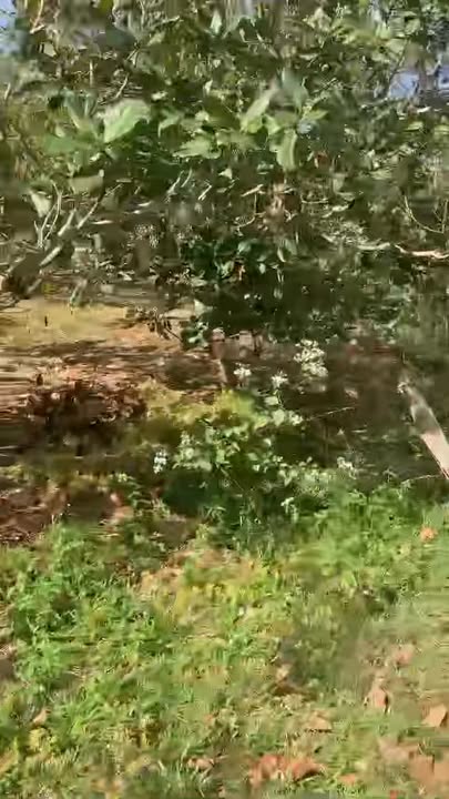 Đất nền Bù Đăng 10000m² giá 1.5 tỷ - Vị trí đẹp, pháp lý rõ ràng!