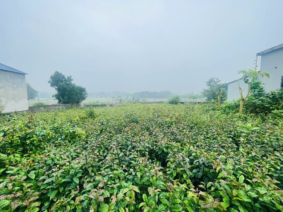 Đất nền tại xã Thanh Cao, Lương Sơn 506m² giá 2 tỷ - Tiềm năng đầu tư cao!