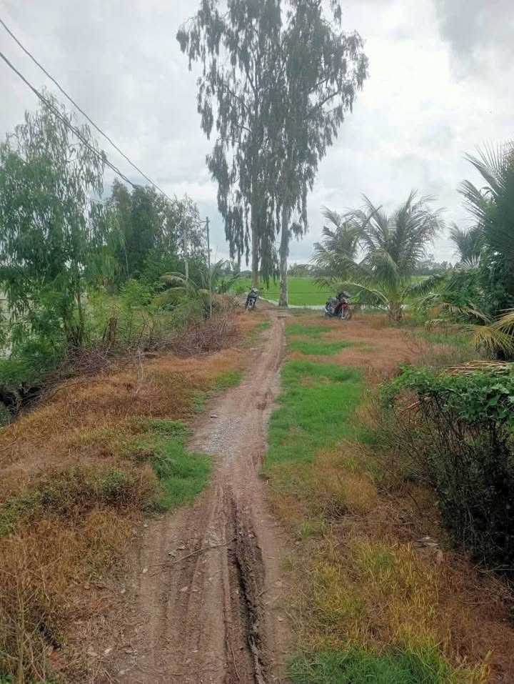 Đất vườn 1000m² xã Châu Phong, Tân Châu - Giá chỉ 370 triệu VND