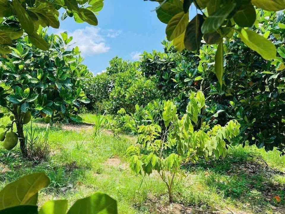 Đất nền Láng Dài, Long Đất 1000m² giá 1.45 tỷ - Cơ hội đầu tư hấp dẫn!