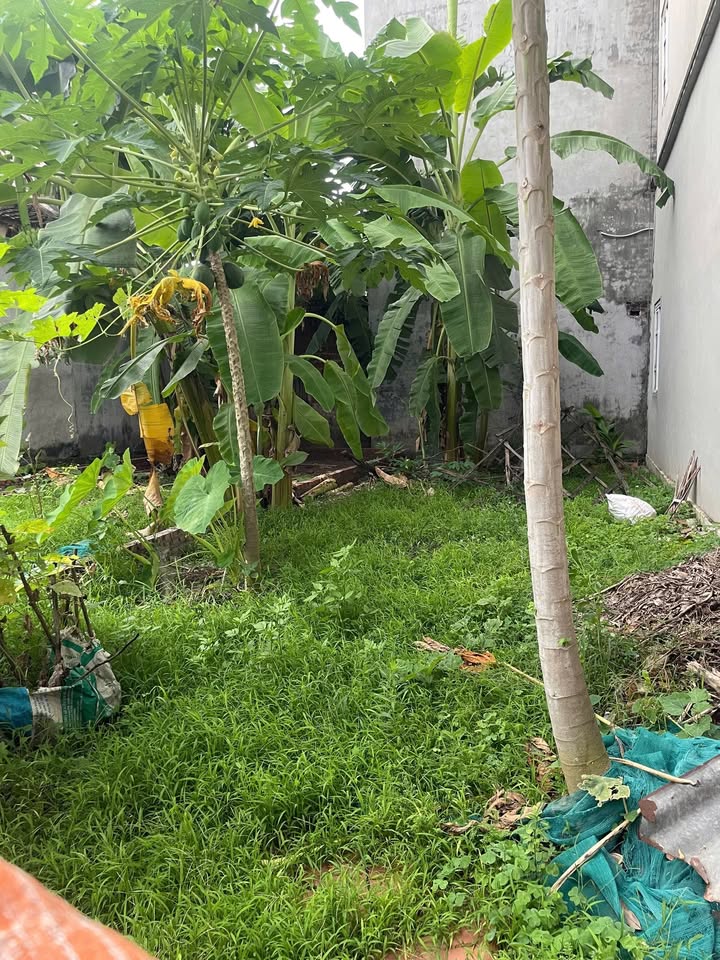 Đất thổ cư Kiều Phú Quốc Oai 50m² giá 2.4 tỷ - Pháp lý rõ ràng, sẵn sàng sang tên!