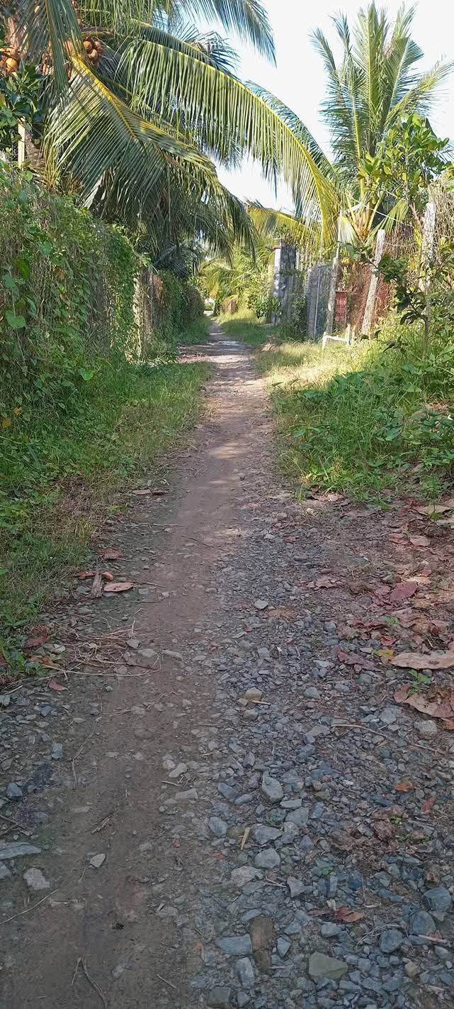 Đất ruộng 10 công xã Mỹ Trung, Cái Bè - Cho thuê dài hạn giá chỉ 72 triệu/năm!