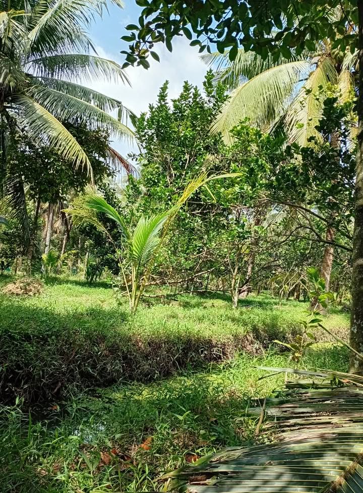 Đất vườn 2400m² xã Thạnh Ngãi, Mỏ Cày Bắc - Giá 1.2 tỷ, vị trí đẹp!