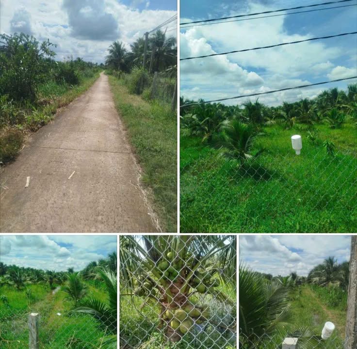 Đất Lương Hòa Giồng Trôm 2300m² giá 650 triệu - Đầu tư sinh lời hấp dẫn!