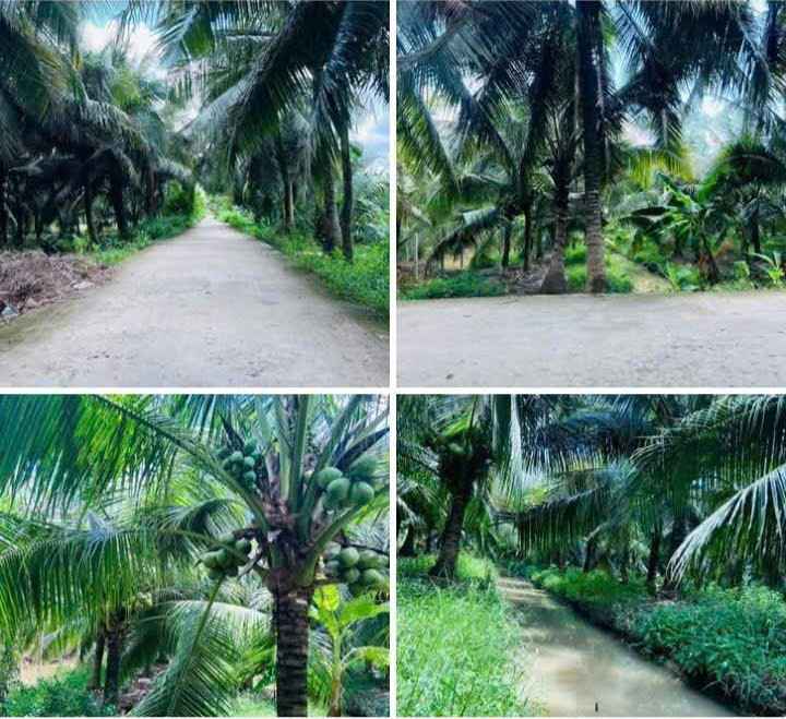 Đất nền Phú Hưng Bến Tre 1503m² giá 1.5 tỷ - Mặt tiền hẻm thông, xe 7 chỗ vào tận nơi!