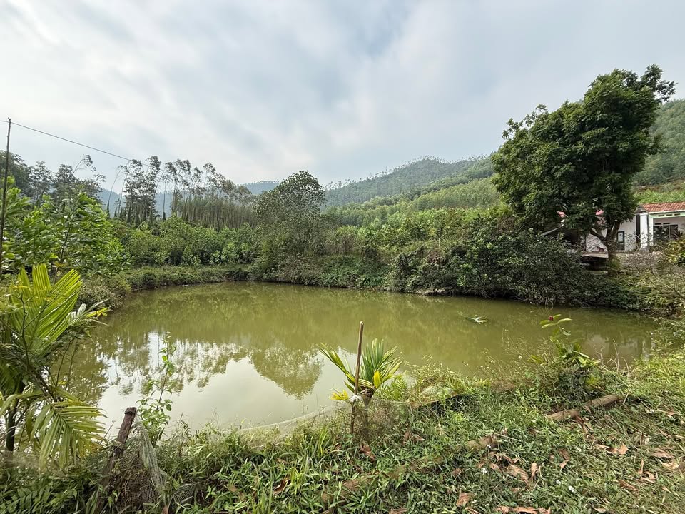 Đất farm 2000m² tại Thành Công, Phổ Yên - VIEW HỒ thoáng mát, giá tốt!
