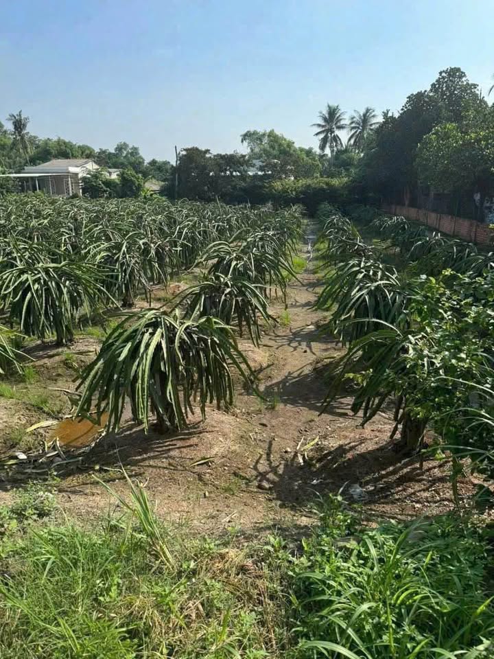 Đất lúa 1008m² tại Phú Ngãi Trị, Châu Thành, Long An - Sẵn sàng lên thổ!