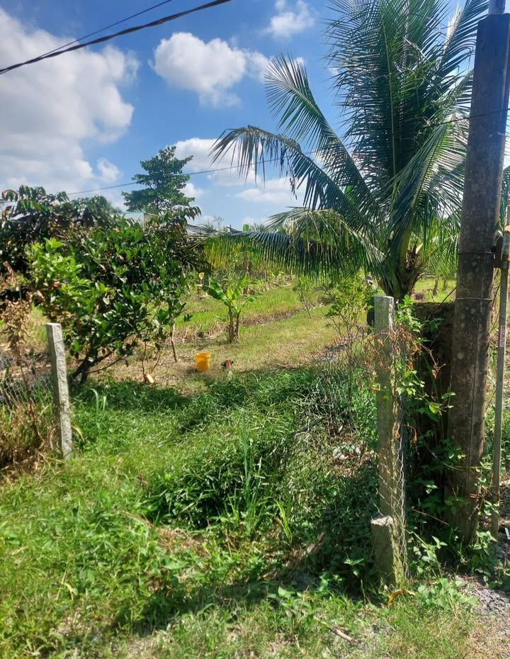 Đất vườn 866m² Lộc Hòa, Long Hồ - Chính chủ bán gấp, ô tô vào tận nơi!