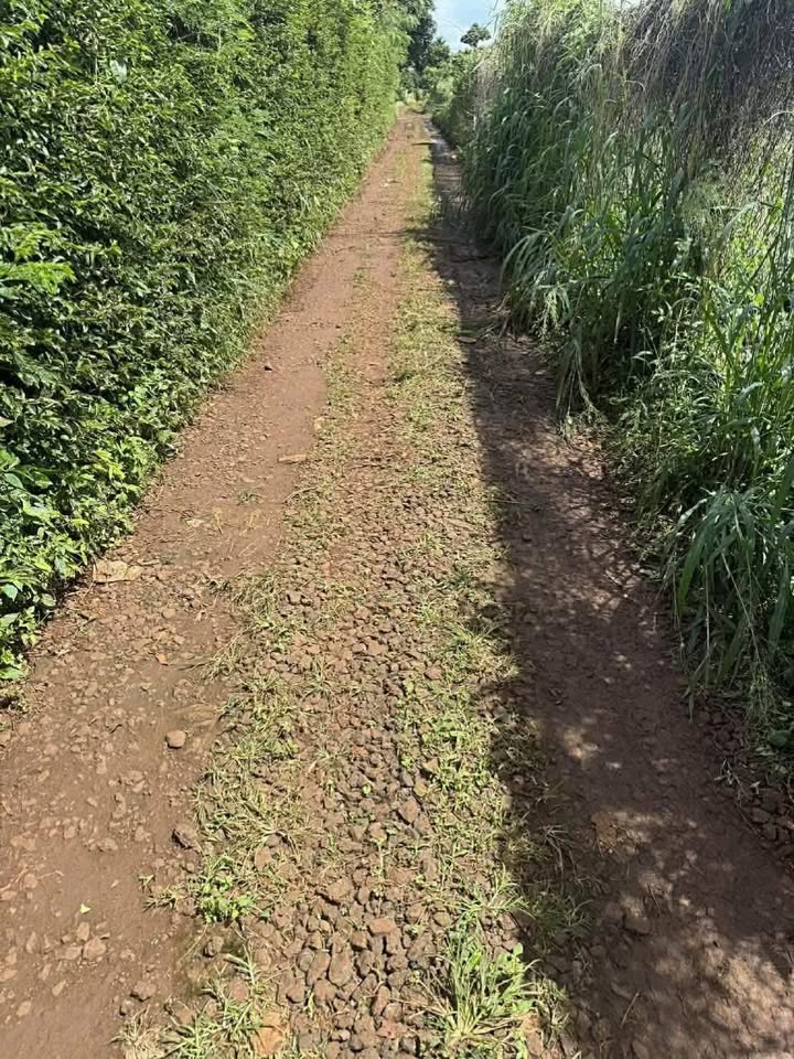 Đất nông nghiệp Thôn 10, Tân Lập 3000m² giá 2.4 tỷ - Đầu tư sinh lời ngay!