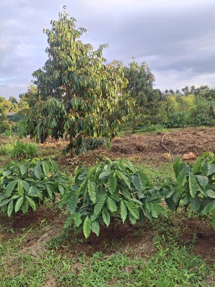 Đất nông nghiệp Ea Tu 7,7 sào giá 9,24 tỷ - Đầu tư sinh lời lý tưởng!