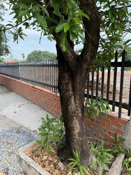 Lô đất 748m² Nguyễn Văn Bứa, Xuân Thới Sơn - Giá chỉ 10,5 tỷ - Cơ hội đầu tư tuyệt vời!