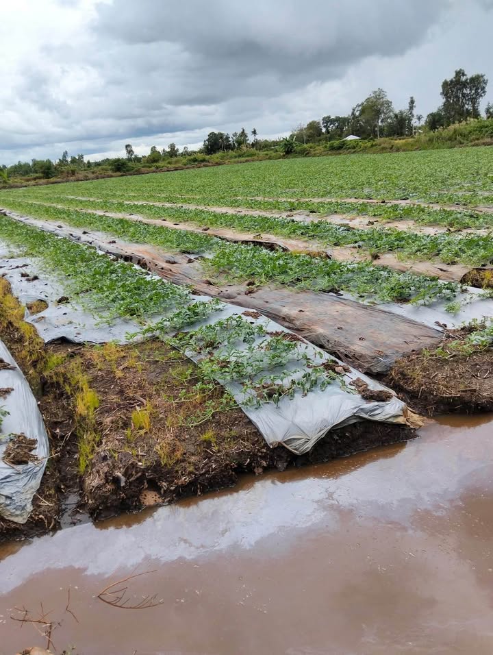 Đất nông nghiệp 17.000m² tại Giồng Riềng, Kiên Giang - Giá chỉ 1.53 tỷ, thương lượng tốt!