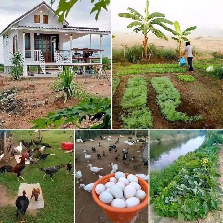 Đất nền 1000m² tại Phước Tân Hưng, Châu Thành, Long An - Giá chỉ 469 triệu, thuận tiện xây dựng nhà vườn!