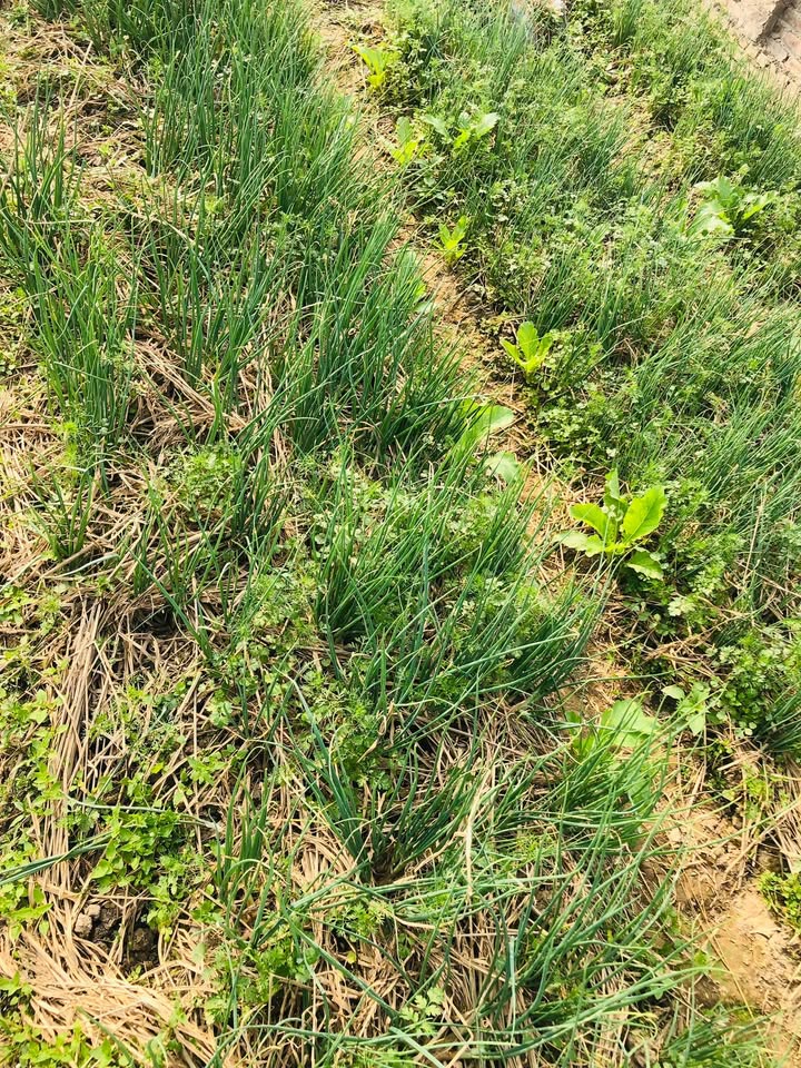 Đất thổ cư Tả Thanh Oai 50m² giá 4 tỷ - Sổ đỏ chính chủ, cơ hội đầu tư tuyệt vời!