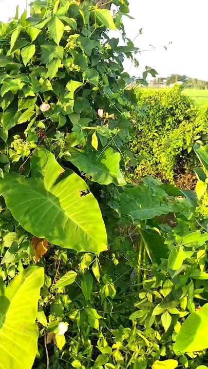 Đất nền Bình Mỹ, Củ Chi 2039m² giá 3.2 tỷ - Cơ hội đầu tư sinh lời cao!